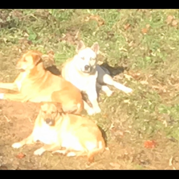 I will always love you.  Gone but never forgotten. - Picture 14 of 16